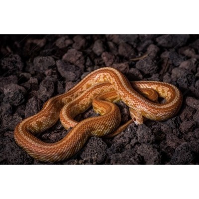 Serpiente del maizal - Guttata caramel 